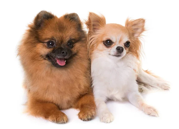 Pomeranian spitz ve chihuahua — Stok fotoğraf