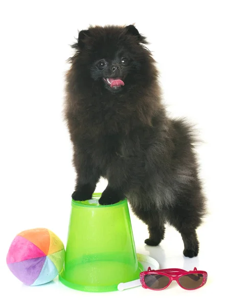 Pomeranian spitz en estudio — Foto de Stock