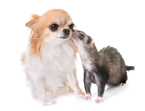 Ferret and chihuahua — Stock Photo, Image