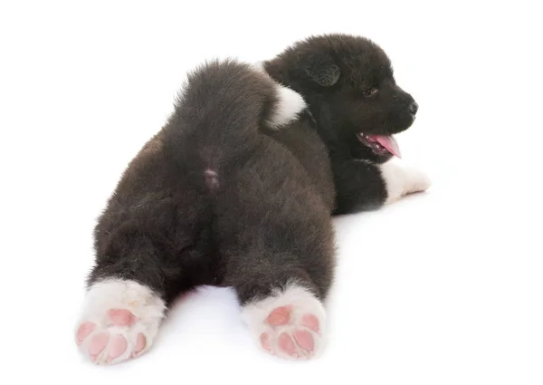 Cachorro americano akita — Foto de Stock