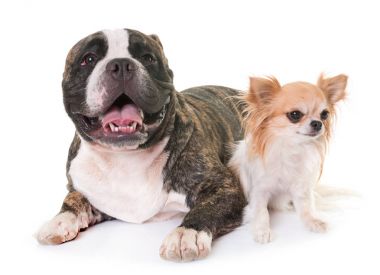 Amerikan zorba ve chihuahua