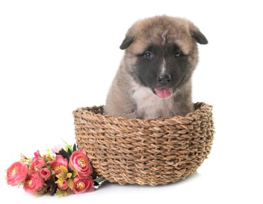 Amerikan akita köpek yavrusu