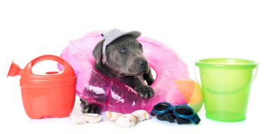 köpek yavrusu staffordshire boğa korkunç