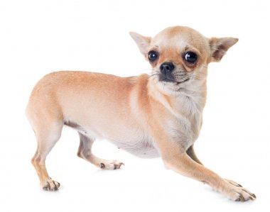 chihuahua Studio