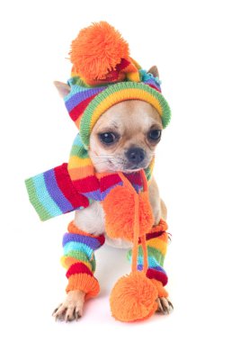 Studio giyinmiş chihuahua