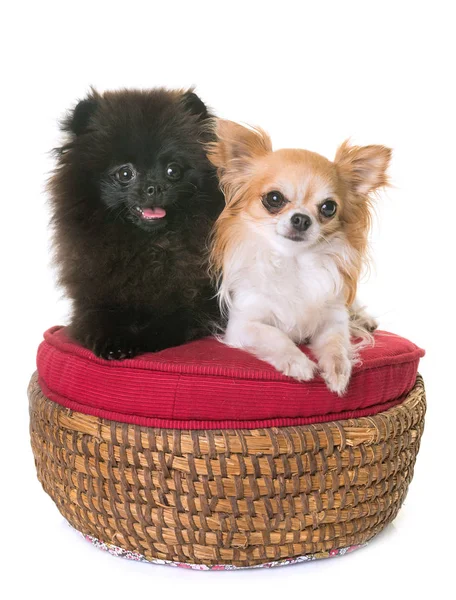 Pomerania spitz e chihuahua — Foto Stock