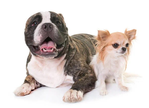 American bully and chihuahua — Stock Photo, Image