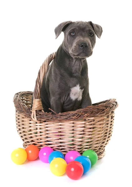 Cachorro staffordshire bull terrier — Foto de Stock