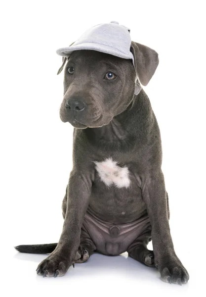 Welpe Staffordshire Bullterrier — Stockfoto