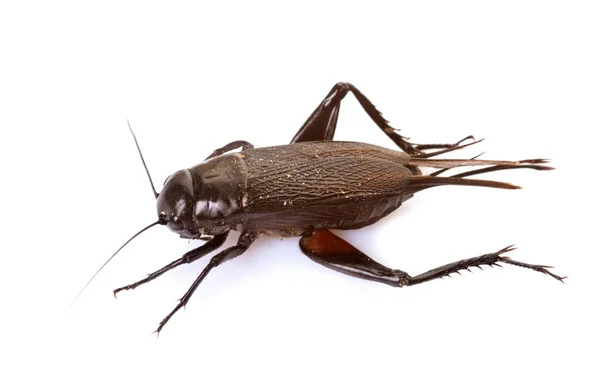 Gryllus campestris em estúdio — Fotografia de Stock