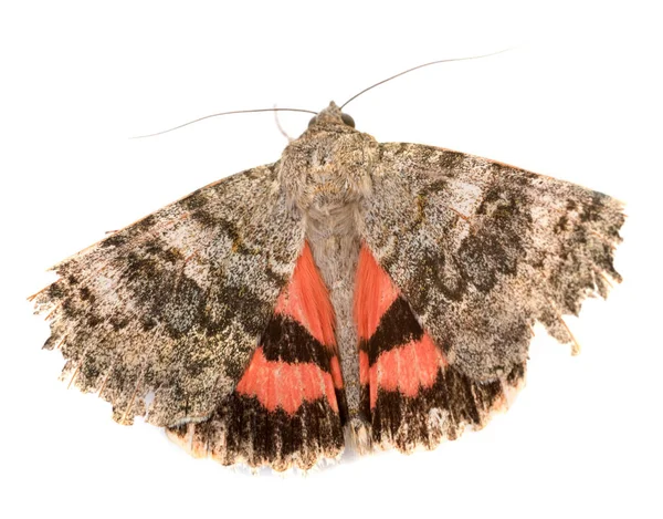 Kırmızı altı kelebek — Stok fotoğraf