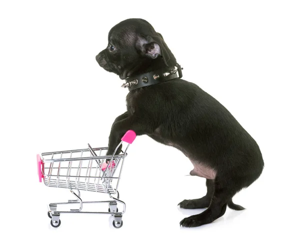 Chihuahua and trolley — Stock Photo, Image