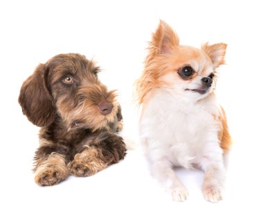 puppy Wire-haired Dachshund and chihuahua clipart