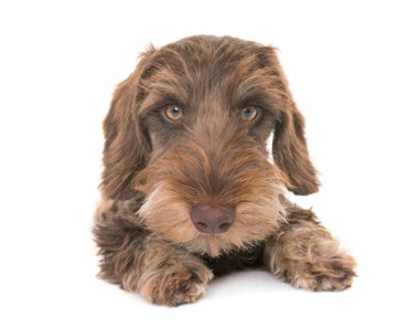 köpek yavrusu Wire-haired Dachshund