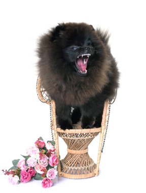 Pomeranian spitz Studio kızgın
