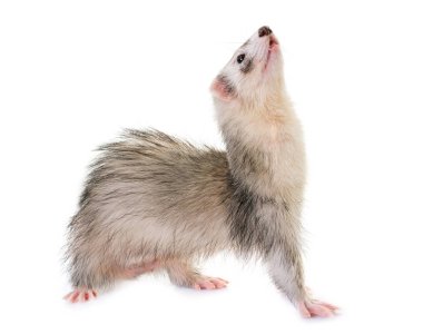 Studio yaban gelinciği