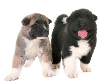 kukla Amerikan akita