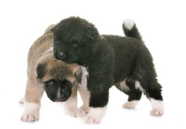 kukla Amerikan akita