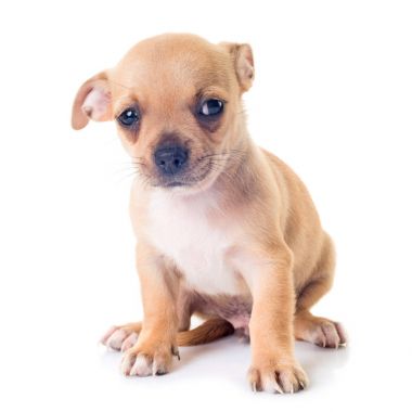 köpek chihuahua Studio