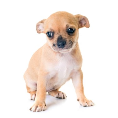 köpek chihuahua Studio