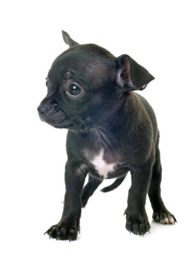 köpek chihuahua Studio