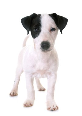 yavru jack russel terrier