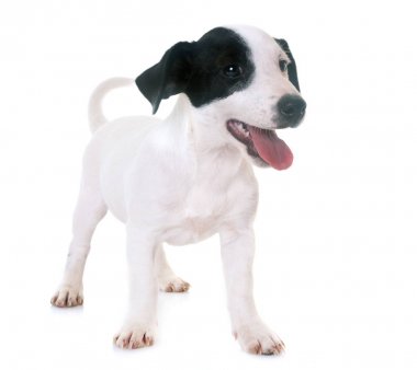 yavru jack russel terrier