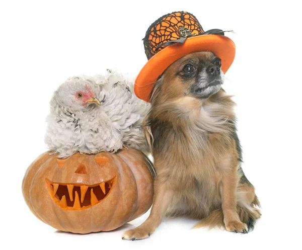 Halloween pumpkin, chicken and chihuahua — Stock Photo, Image