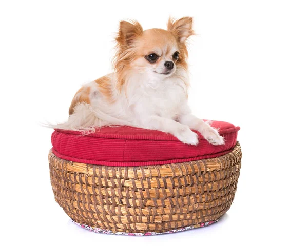 Chihuahua i studio — Stockfoto