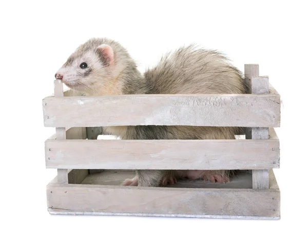 Ferret in studio — Stockfoto