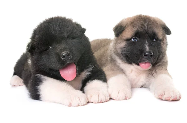 American akita valpar — Stockfoto