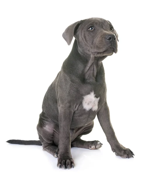 Puppy staffordshire bull terrier — Stock Photo, Image