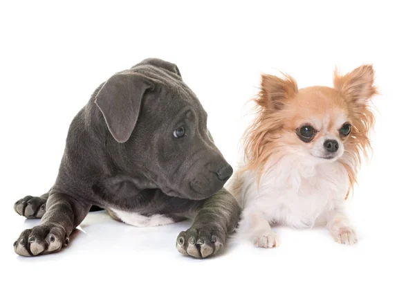 Puppy staffordshire bull terrier and chihuahua — Stock Photo, Image