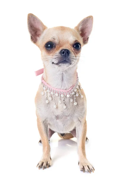 Chihuahua in studio — Stock Photo, Image