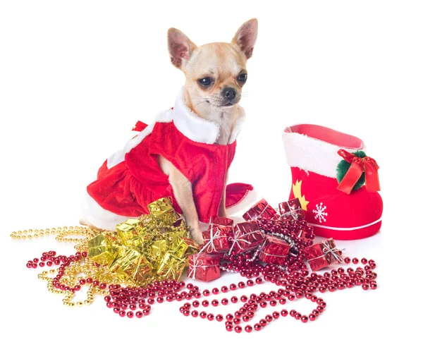 Weihnachtsmann Chihuahua im Atelier — Stockfoto