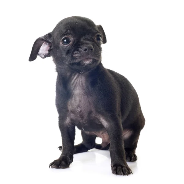 Puppy chihuahua in studio — Stockfoto