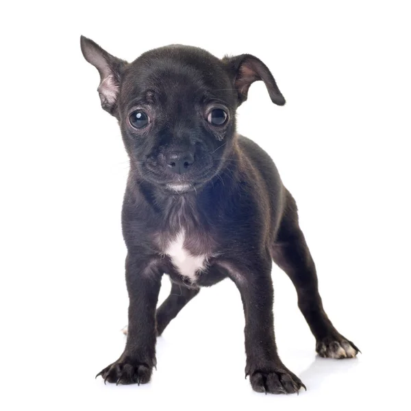 Welpe Chihuahua im Studio — Stockfoto