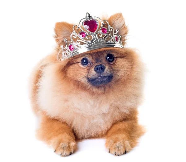 Pomeranian i studio — Stockfoto