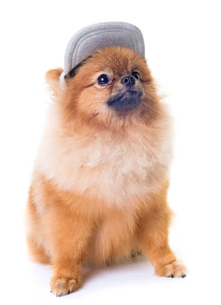 Pomeranian in studio — Stock Photo, Image