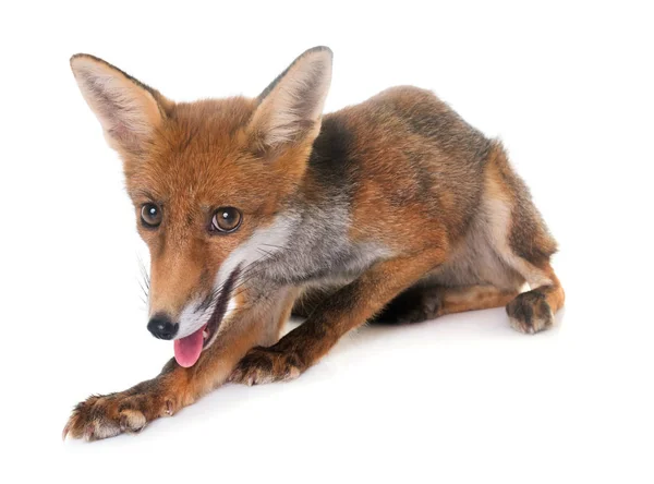 年轻的红狐狸 — 图库照片