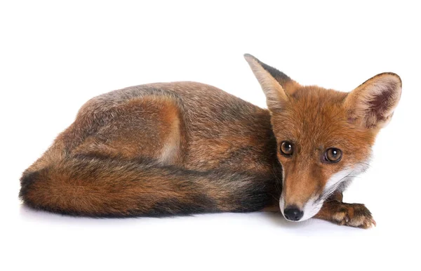 Young red fox — Stock Photo, Image