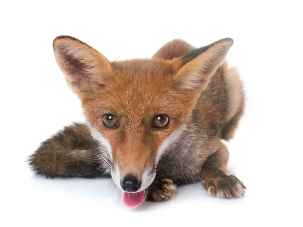 Young red fox — Stock Photo, Image