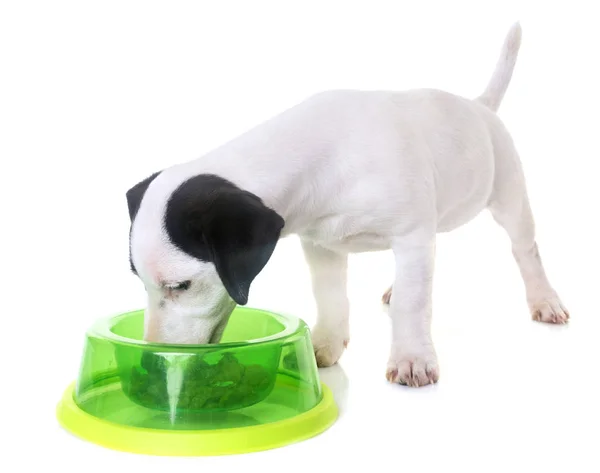 Cachorro jack russel terrier comer — Foto de Stock