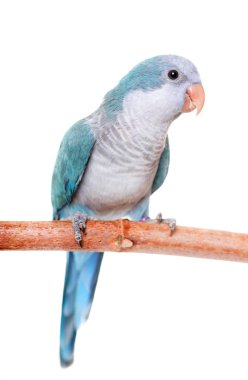 Keşiş muhabbetkuşu Studio