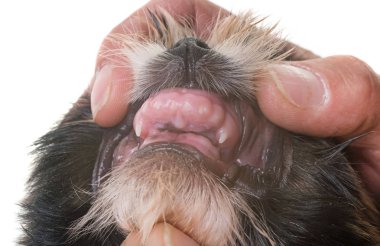 dişleri köpek yavrusu shih Tzu