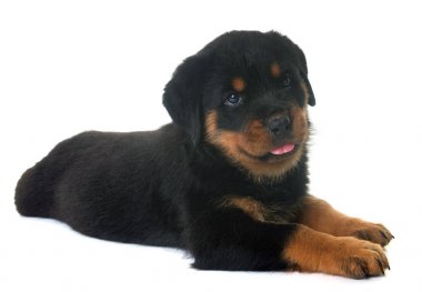 yavru rottweiler Studio