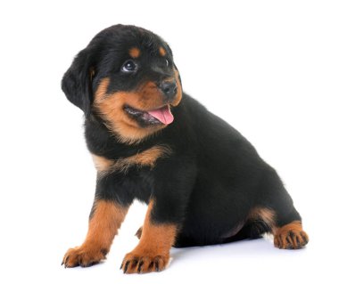 yavru rottweiler Studio