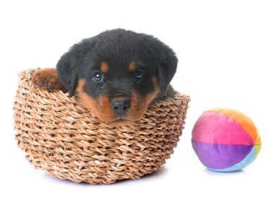 yavru rottweiler Studio