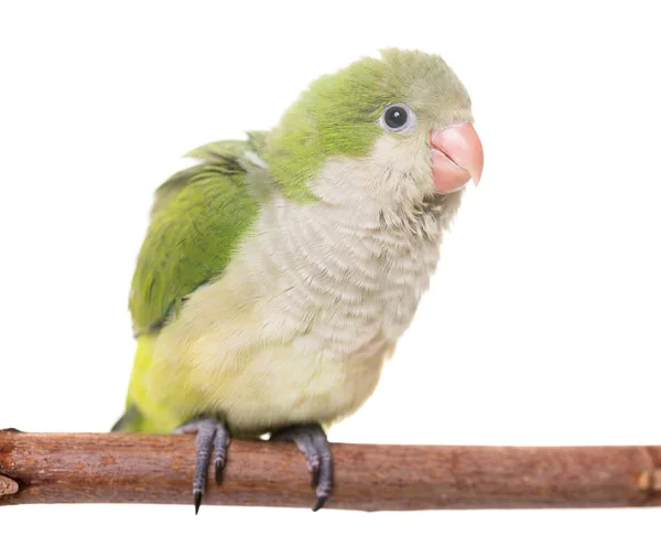 Parakeet monge em estúdio — Fotografia de Stock