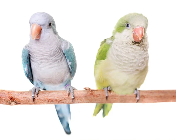 Monk parakeet in studio — Stock Photo, Image